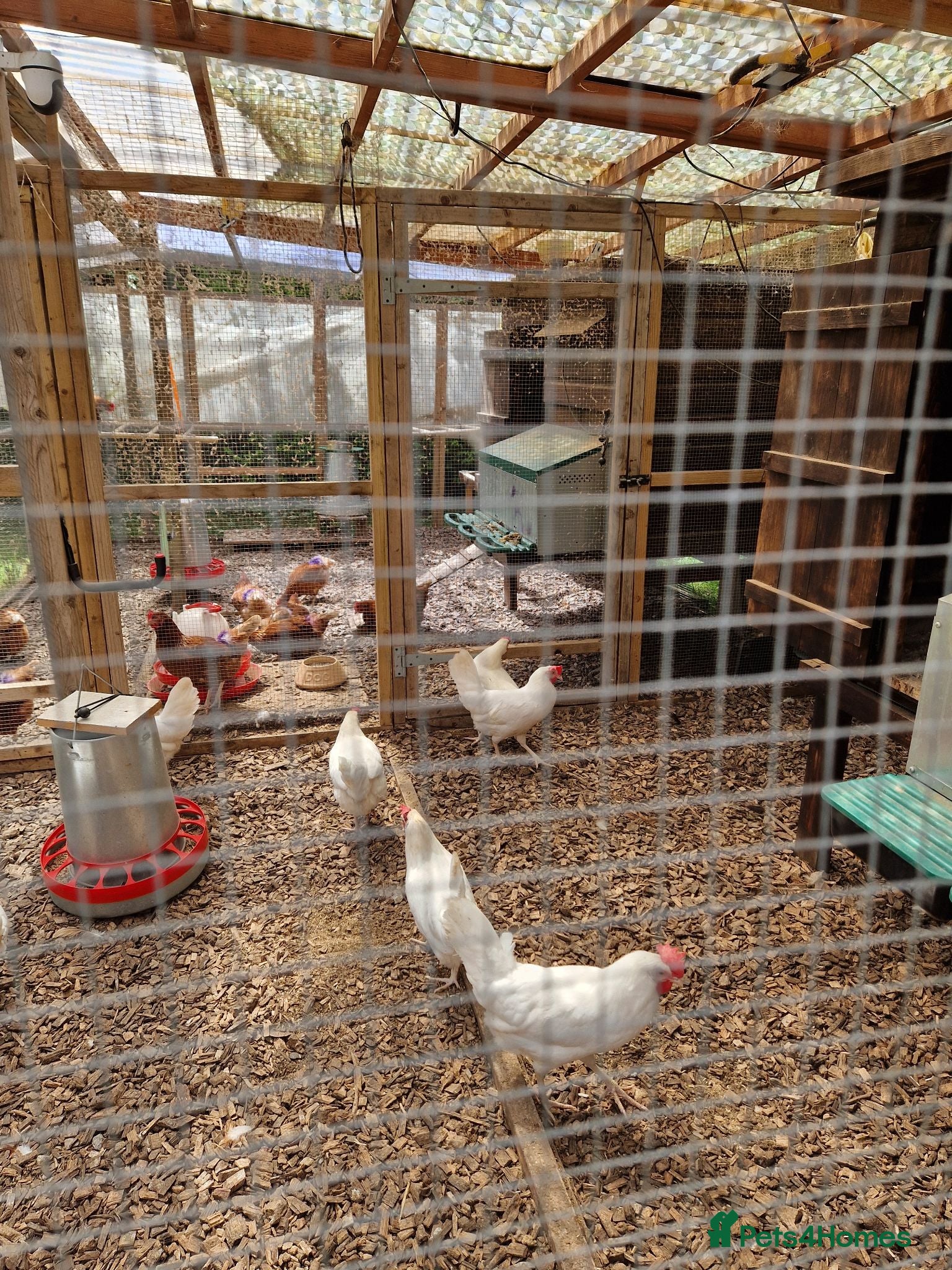 Hens poultry Warren and Leghorn laying hens - Advert 2