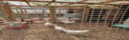 Hens poultry for sale: Warren and Leghorn laying hens - Advert 2