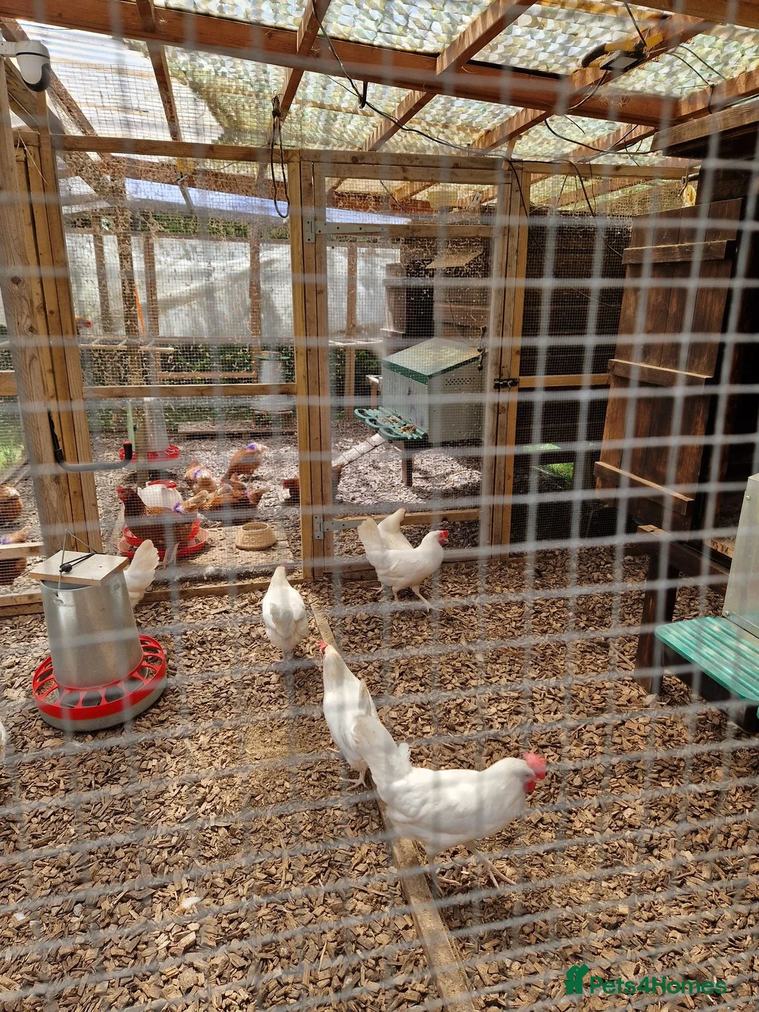 Hens poultry for sale: Warren and Leghorn laying hens - Advert 2