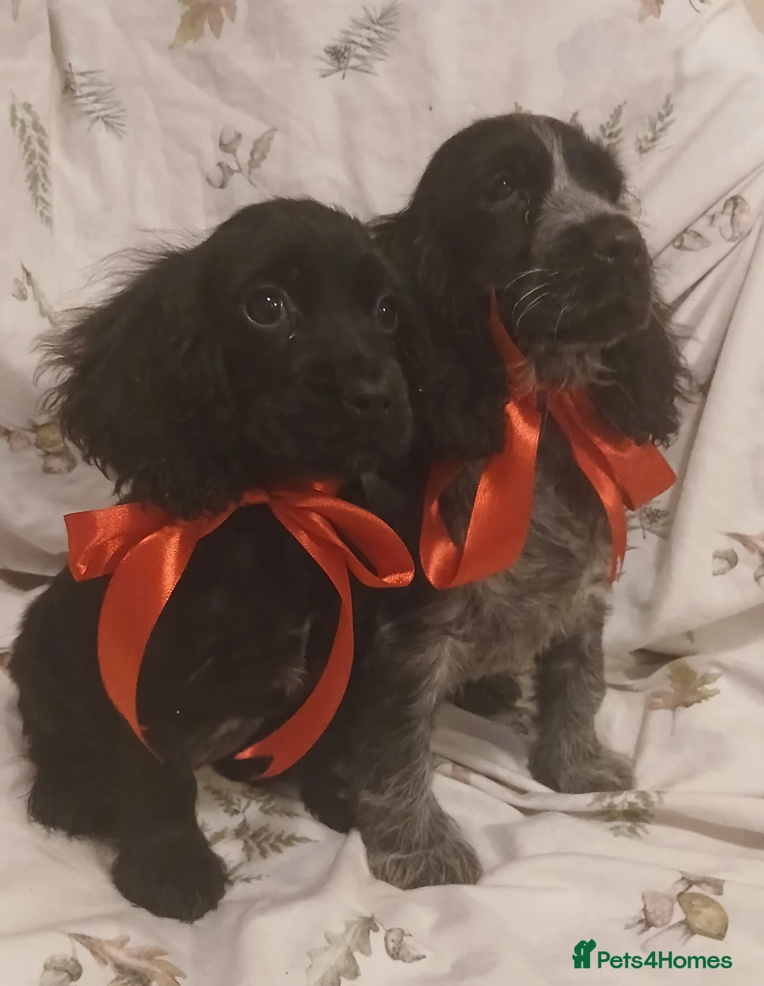 Cocker Spaniel dogs for sale: cocker spaniels - Advert 17