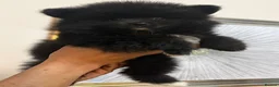 Pomeranian dogs for sale: Beautiful Pomeranian puppies  in Purfleet - Advert 4