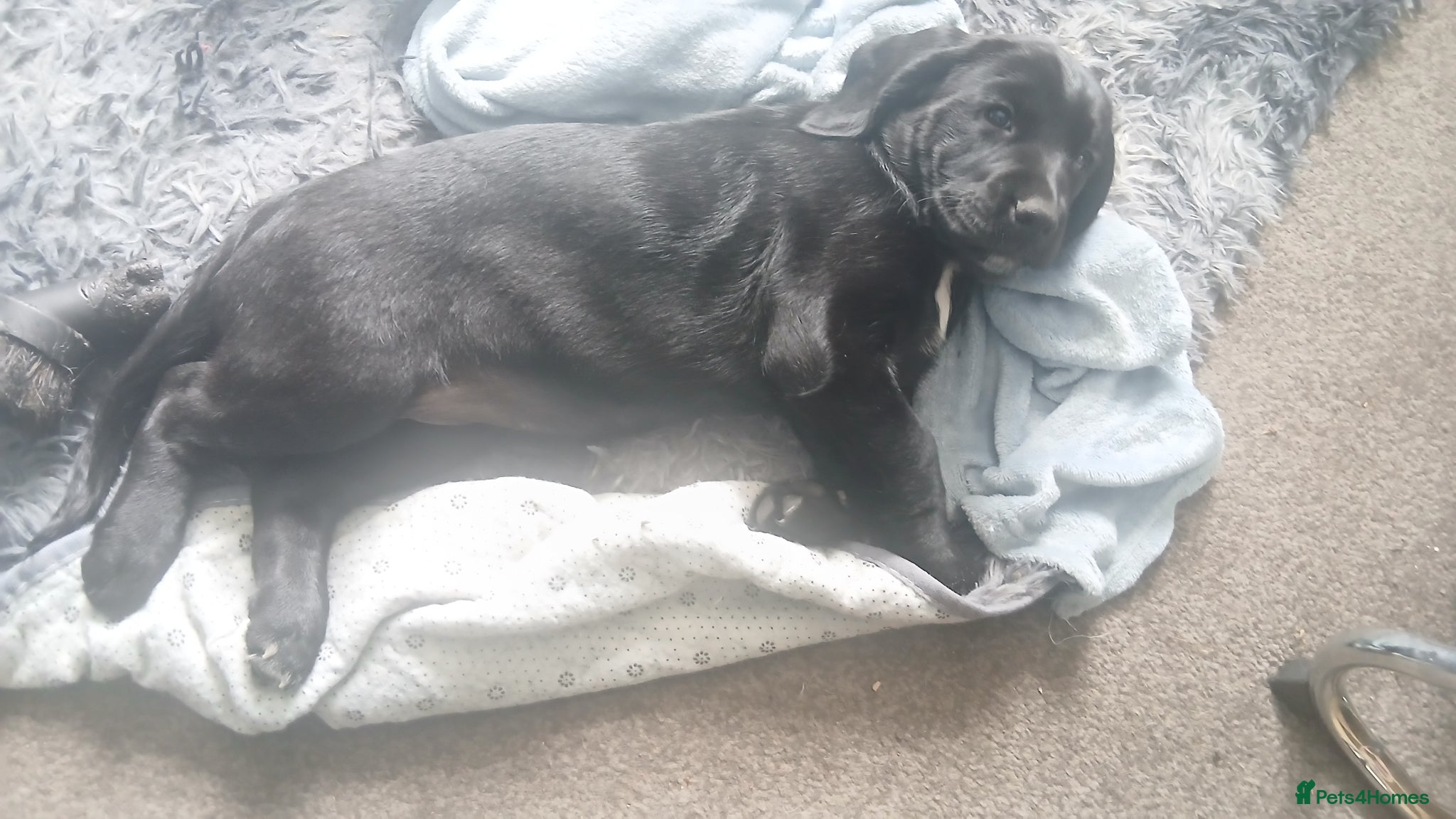 Silver girl black Misty