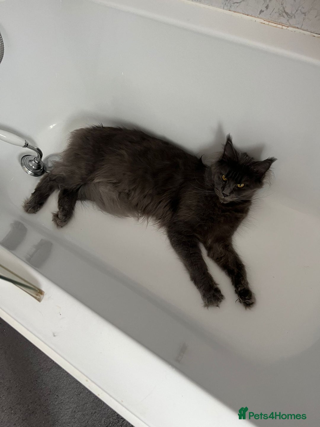 Maine Coon cats for sale: Little kittens  - Image 5