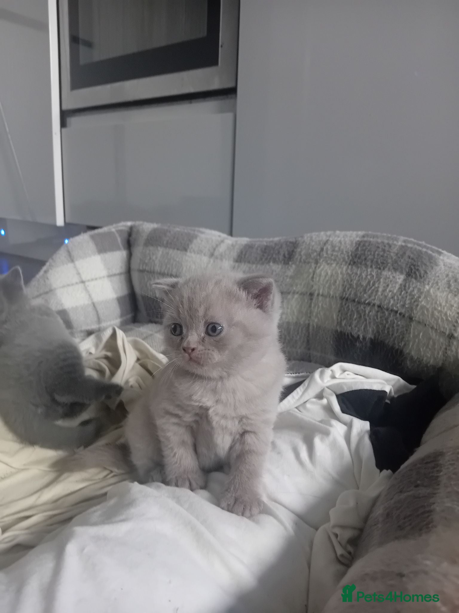 British Shorthair cats lilac british shorthair kittens - Advert 2