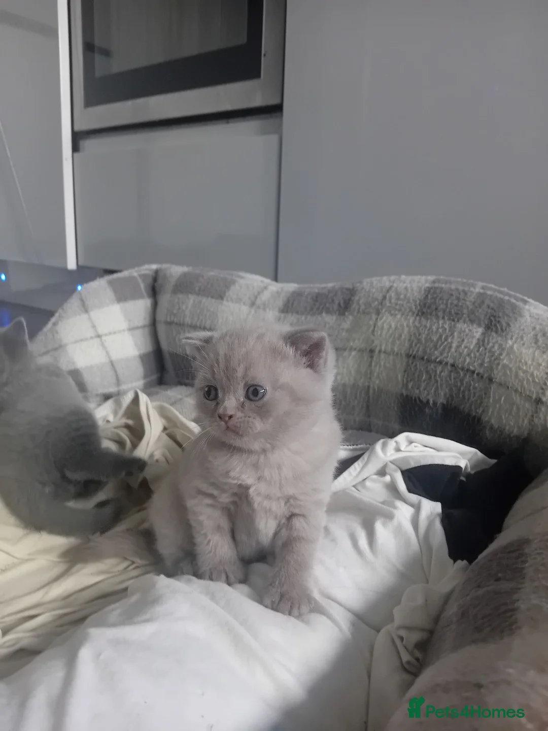 British Shorthair cats for sale: lilac british shorthair kittens - Advert 2