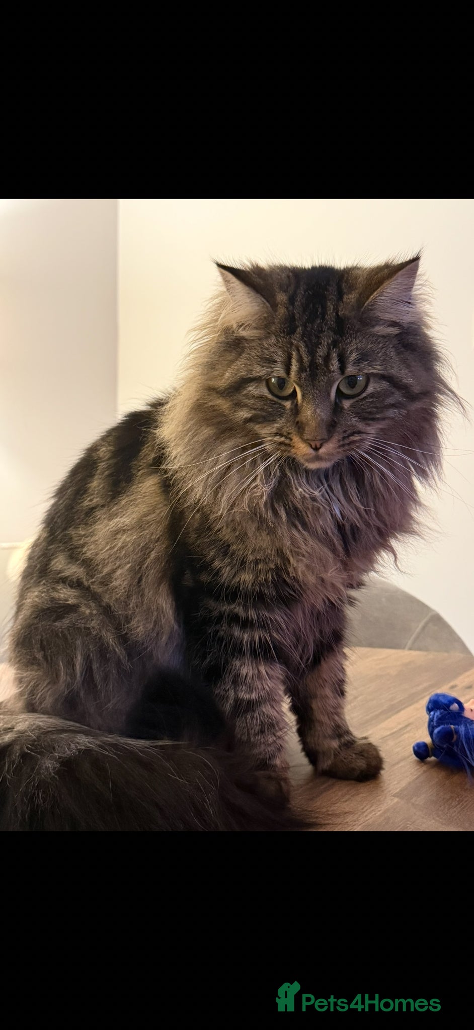 Maine Coon cats Main coon kittens - Advert 1