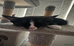 Mixed Breed cats for sale: Half Maine coon - Image 4