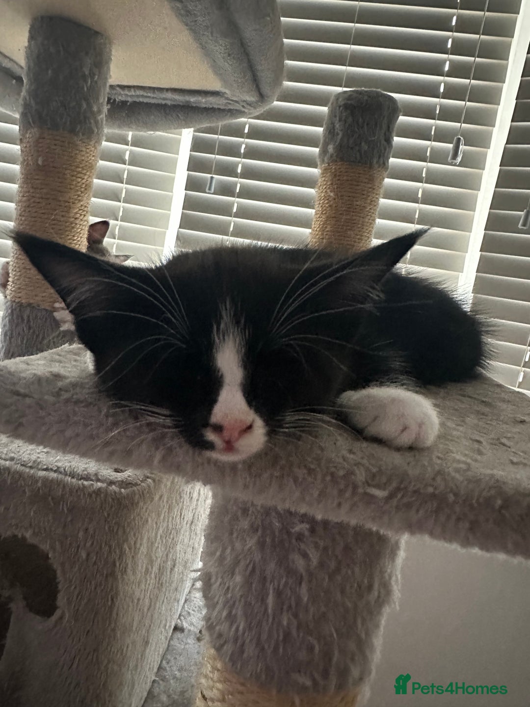 Mixed Breed cats for sale: Half Maine coon - Image 4