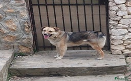 Mixed Breed dogs for adoption: CHLOE - a Lovely mix breed Girl, for a Loving Home - Image 6