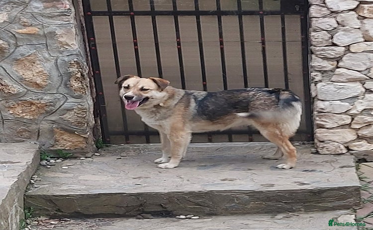 CHLOE - a Lovely mix breed Girl, for a Loving Home