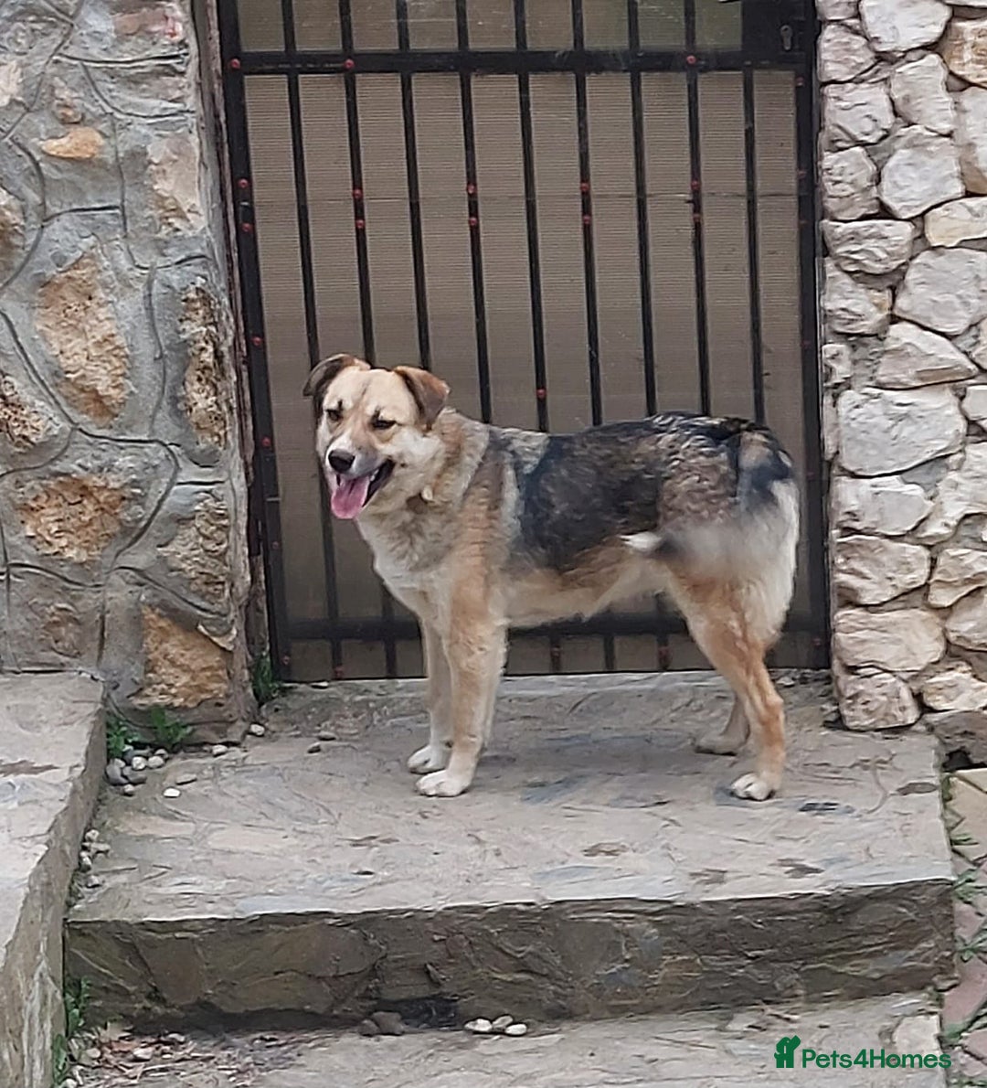 Mixed Breed dogs for adoption: CHLOE - a Lovely mix breed Girl, for a Loving Home - Image 6
