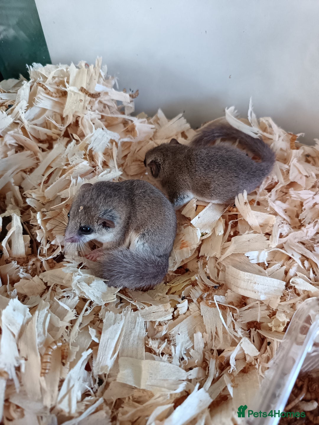 Mouse rodents for sale: Pygmy squirrels and enclosure  - Image 7