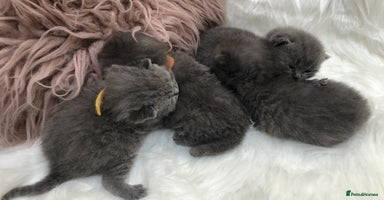 British Shorthair cats - Advert 12