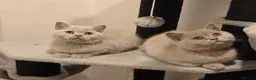 British Shorthair cats for sale: Gorgeous British Shorthair Kittens TICA Registered - Advert 6