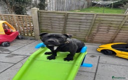 Staffordshire Bull Terrier dogs for sale: 11 month old staff for sale - Image 4