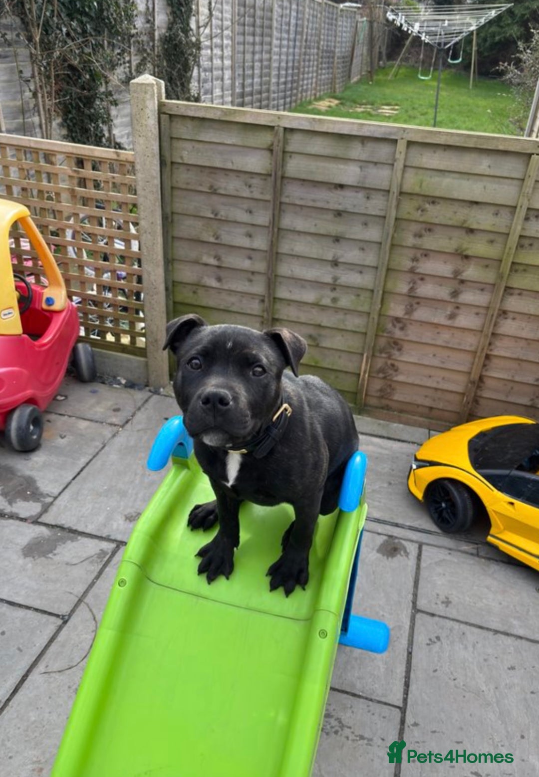 Staffordshire Bull Terrier dogs for sale: 11 month old staff for sale - Image 4