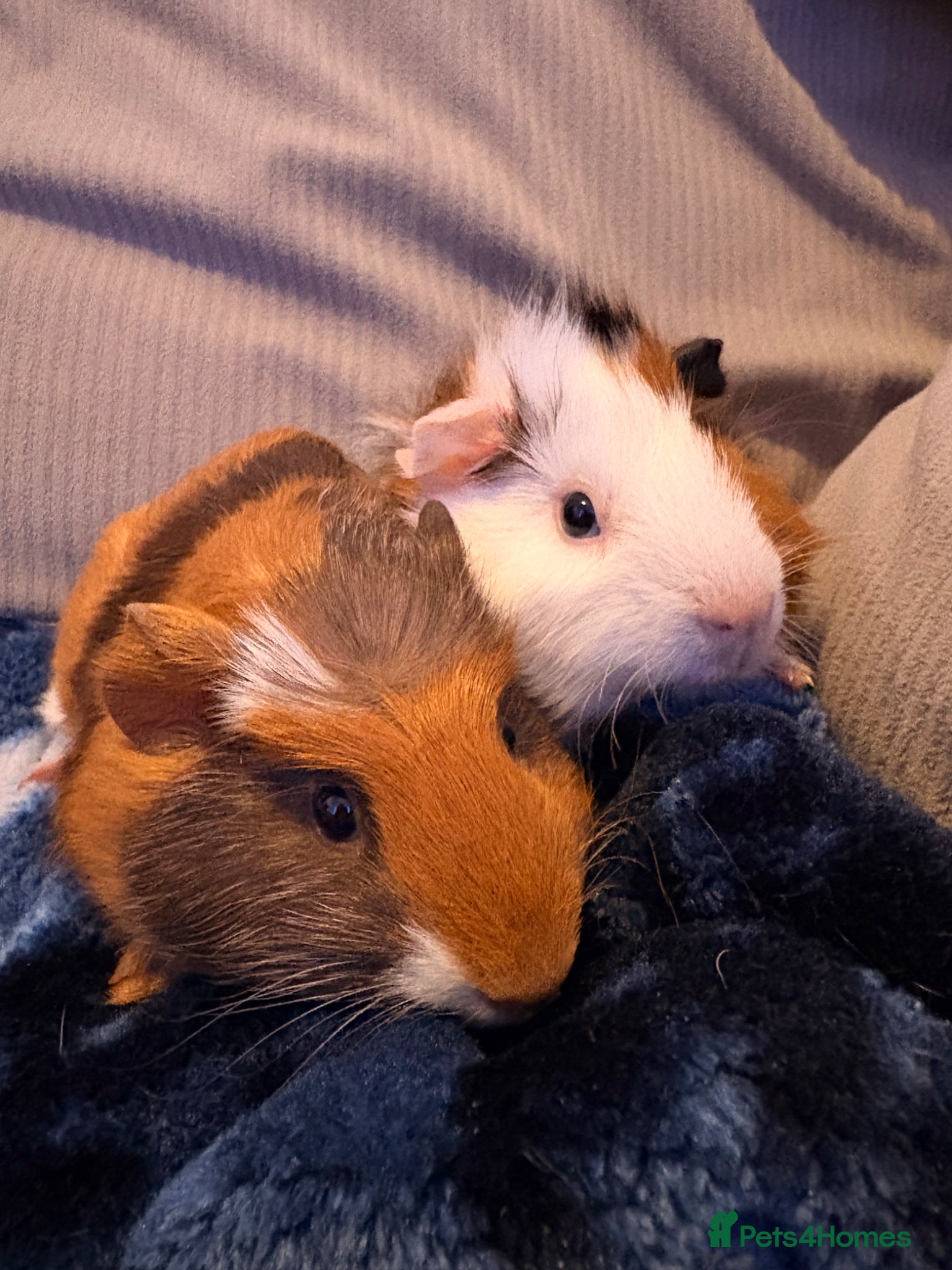 Guinea Pig rodents for sale: Alex and Warren in Brighton - Advert 1
