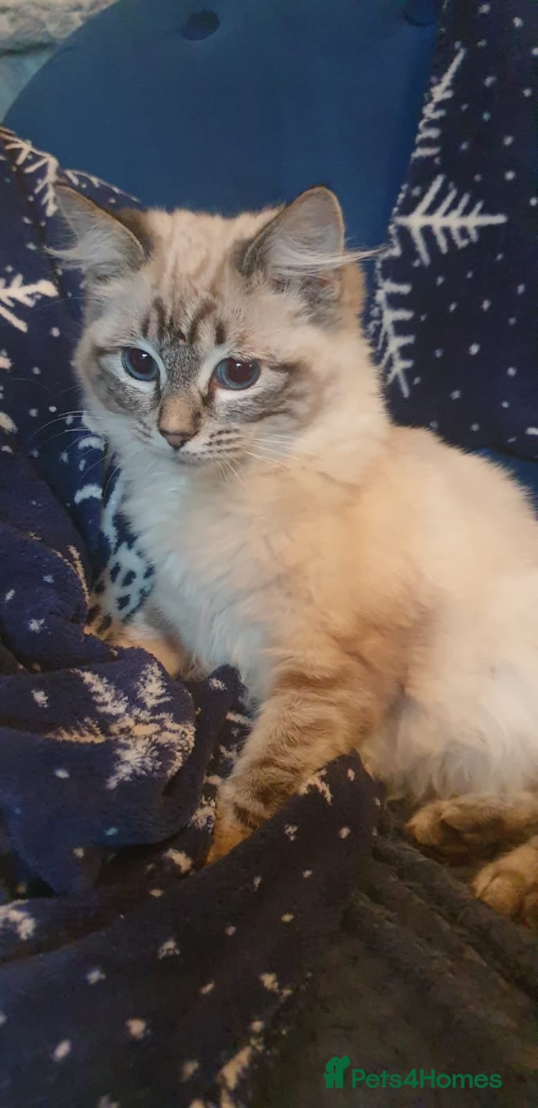 Ragdoll cats Beautiful GCCF Registered Lynx Ragdoll Kitten. - Advert 4