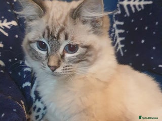 Ragdoll cats Beautiful GCCF Registered Lynx Ragdoll Kitten. - Advert 4