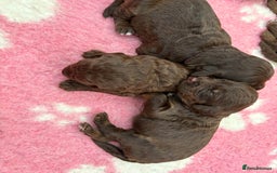 Labradoodle dogs for sale: Stunning Labradoodle Puppies  - Image 8