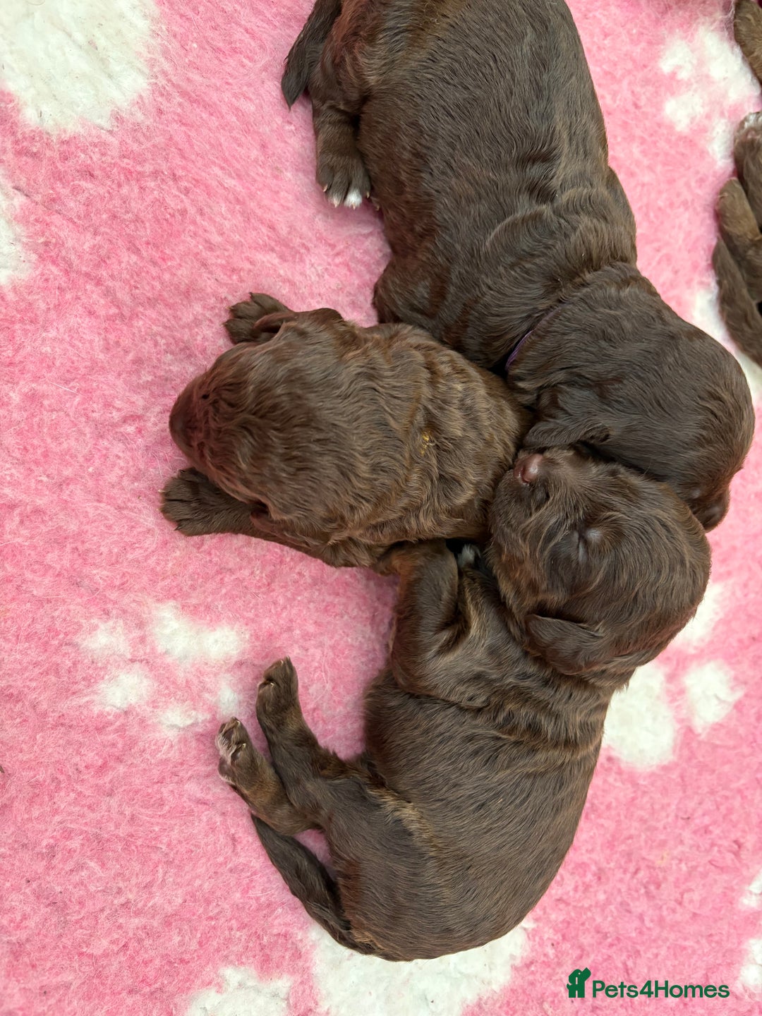 Labradoodle dogs for sale: Stunning Labradoodle Puppies  - Image 8
