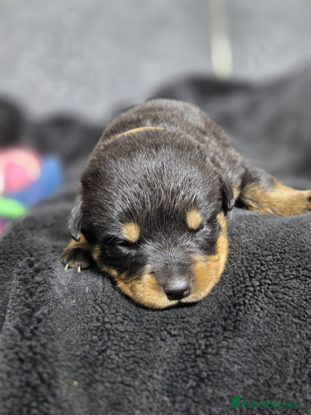 Rottweiler dogs for sale: Stunning Rottweiler pups - Advert 3