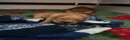 Golden Retriever dogs for sale: Beautiful litter of dark red golden retriever pups - Advert 2