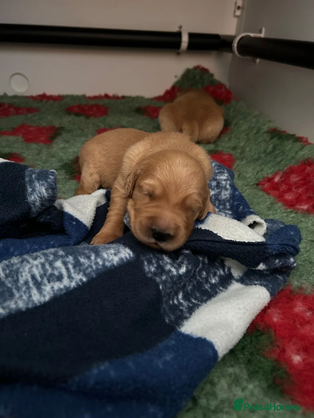 Golden Retriever dogs for sale: Beautiful litter of dark red golden retriever pups - Advert 2