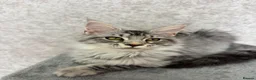 Maine Coon cats for sale: Stunning Purebred TICA Reg Maine Coon Kittens in London - Advert 19