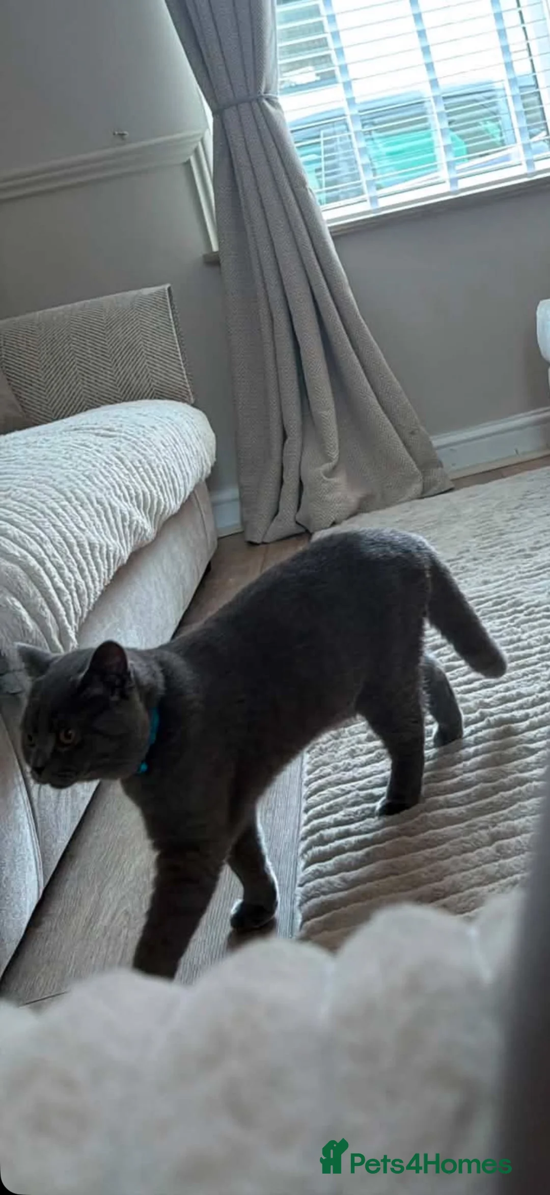 British Shorthair cats for sale: Male British short hair  - Advert 2