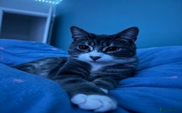 British Shorthair cats for sale: 2 Britishshort hair looking for their forever home - Image 2