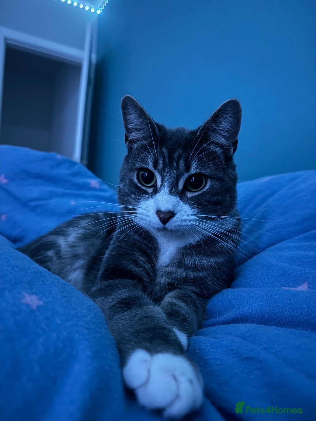 British Shorthair cats for sale: 2 Britishshort hair looking for their forever home - Image 2
