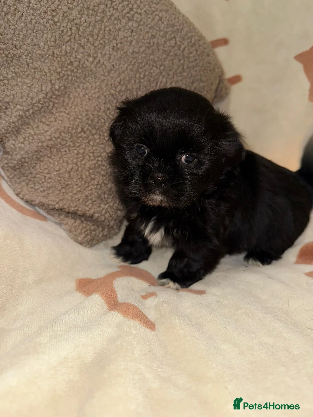 Shih Tzu dogs for sale: Stunning Black Shih Tzu Puppies - Advert 29