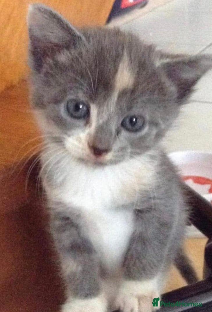 Mixed Breed cats Ragdoll X cute kittens  - Advert 5