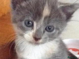 Mixed Breed cats Ragdoll X cute kittens - Advert 5