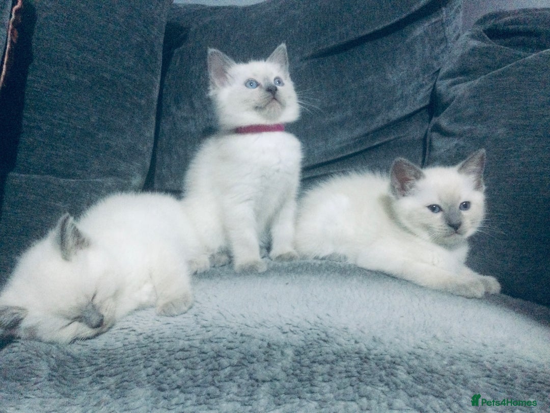 British Shorthair cats for sale:  Ragdoll x British shorthair kittens  - Image 7