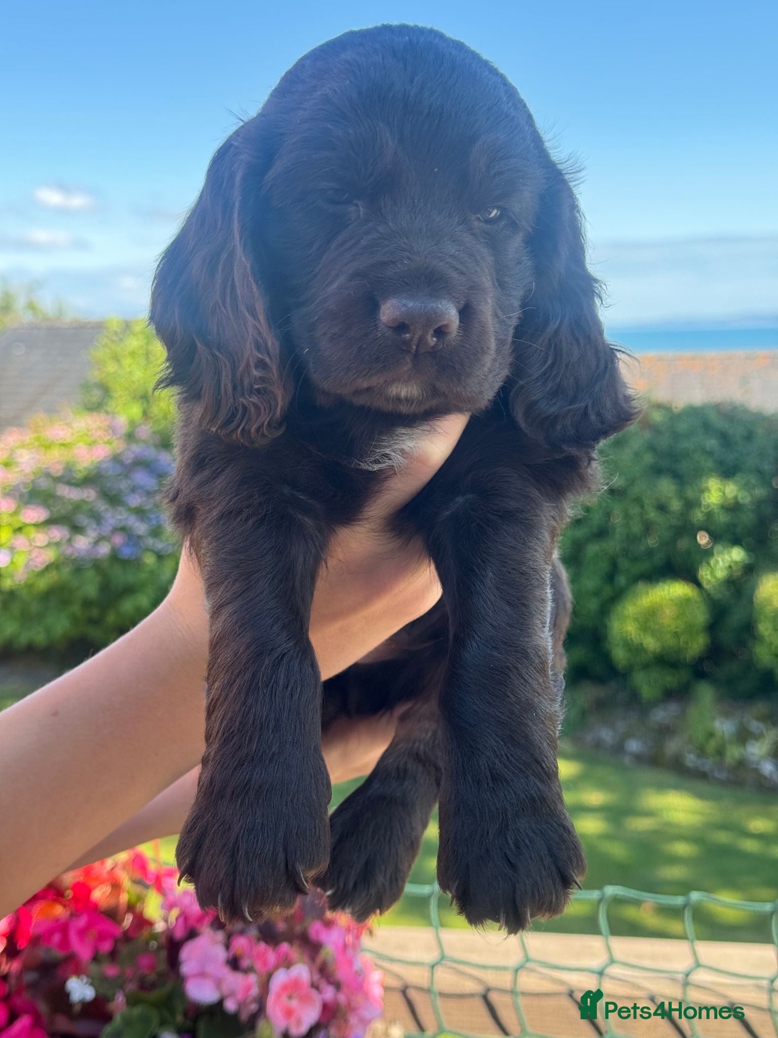 Cocker Spaniel dogs Working Cocker Spaniel Puppies - Advert 2
