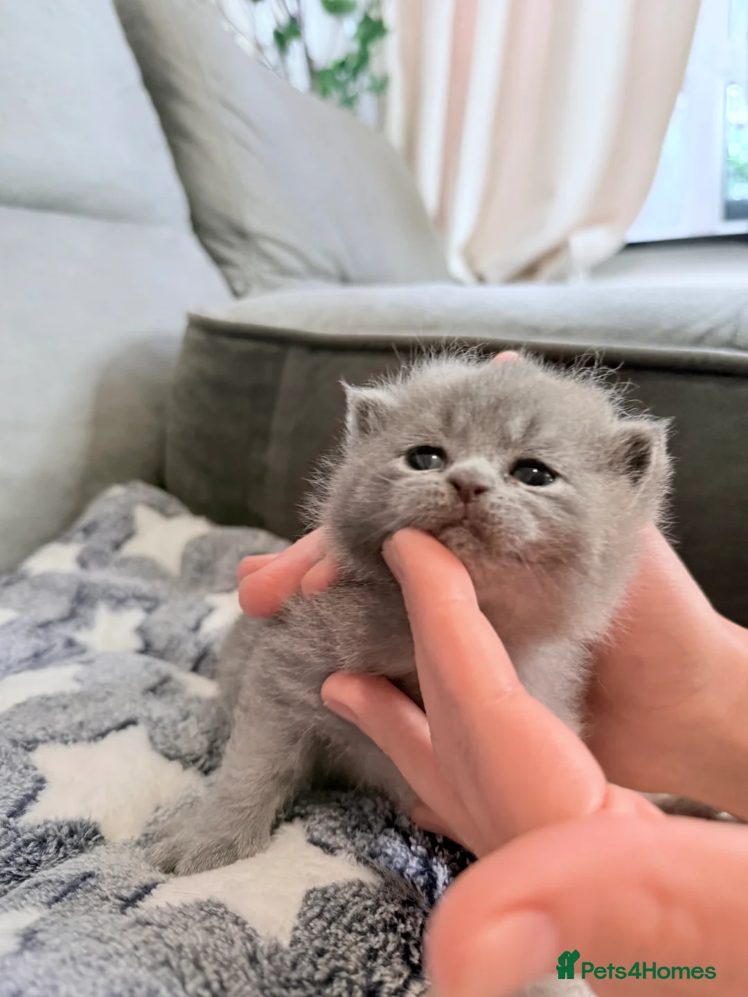 British Shorthair cats for sale: 100% Pure Pedigree Champion line Bsh Reg. Kittens - Advert 28