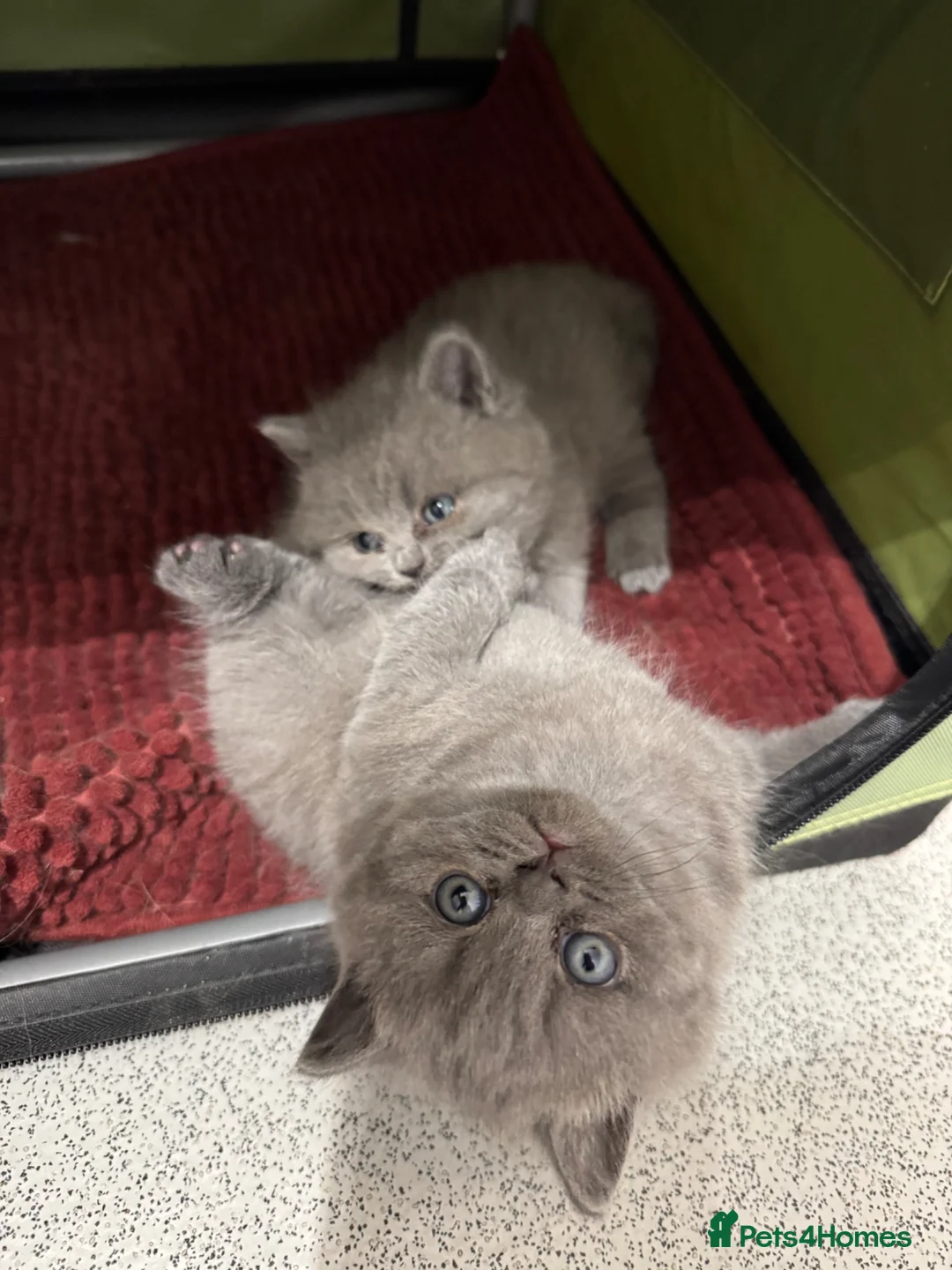 British Shorthair cats for sale: GCCF Reg Blue British Shorthair Girl - Advert 2