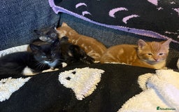 Domestic Shorthair cats for sale: Beautiful kittens looking for forever home - Image 1