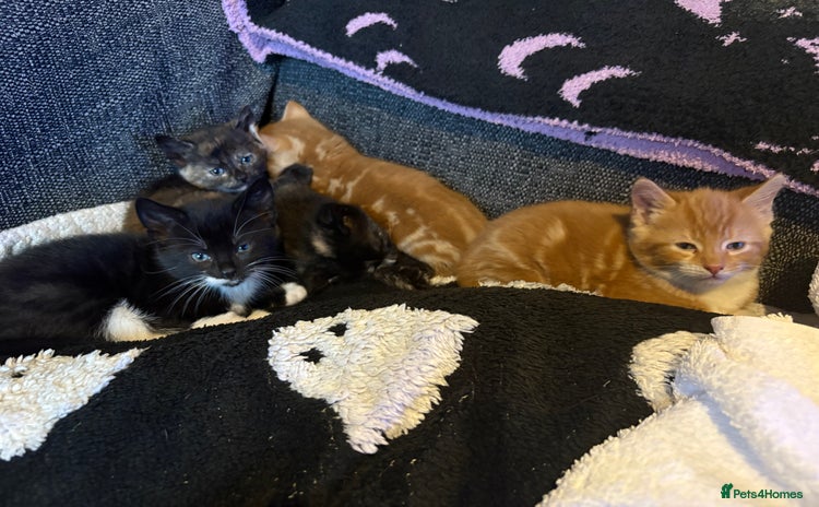 Domestic Shorthair cats - Advert 2