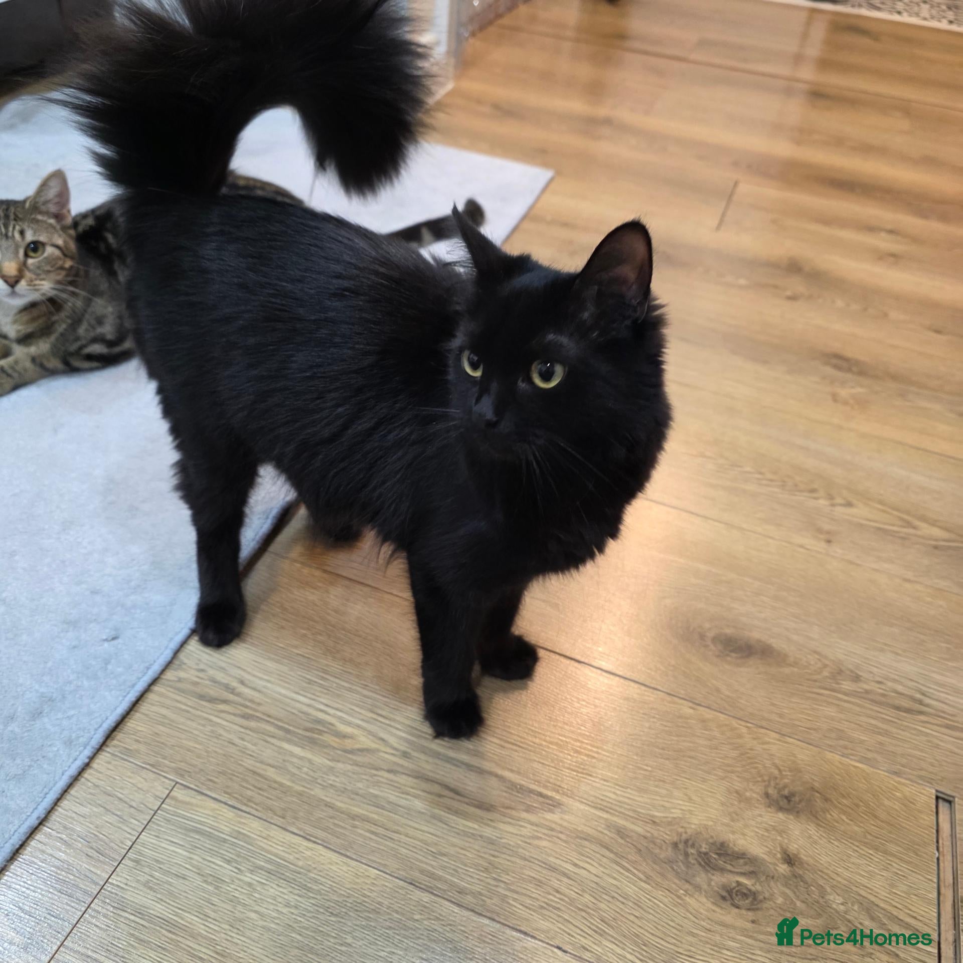 Mixed Breed cats ​1 Year Old Friendly Black Cat - Advert 1