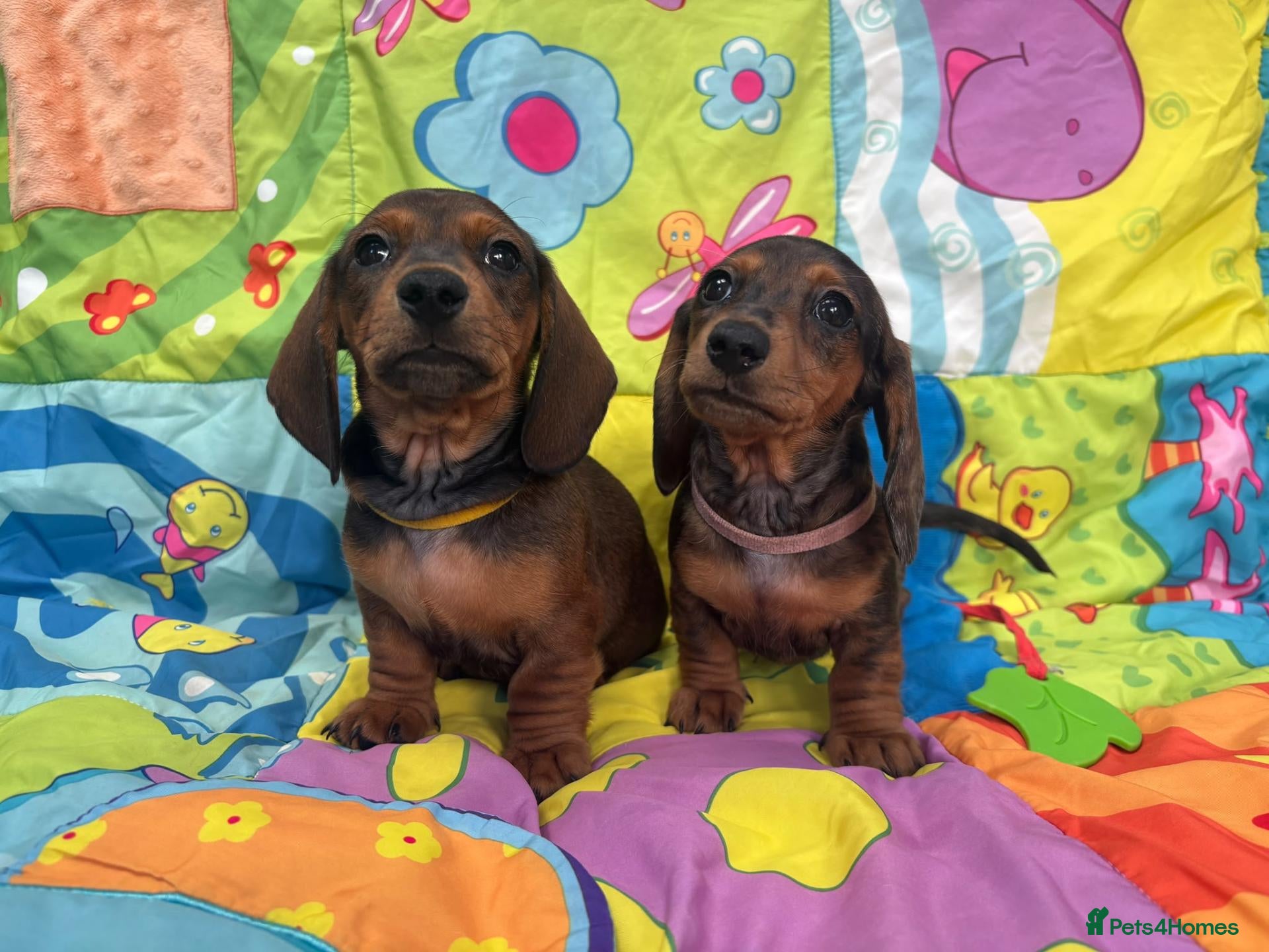 Miniature Dachshund dogs Miniature Dachshund Long & Smooth coats PRA clear - Advert 2