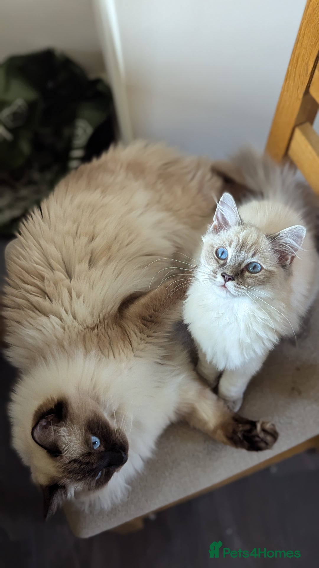 Ragdoll cats for sale: Beautiful blue lynx girlie.  - Image 5