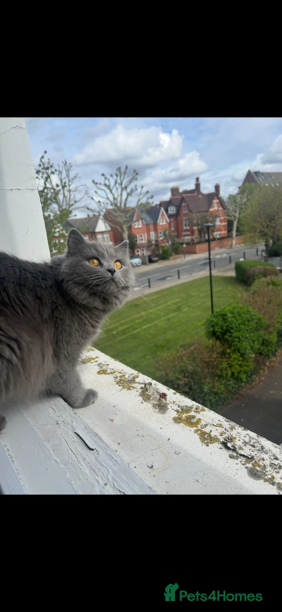 British Longhair cats for sale: British longhair  - Advert 3