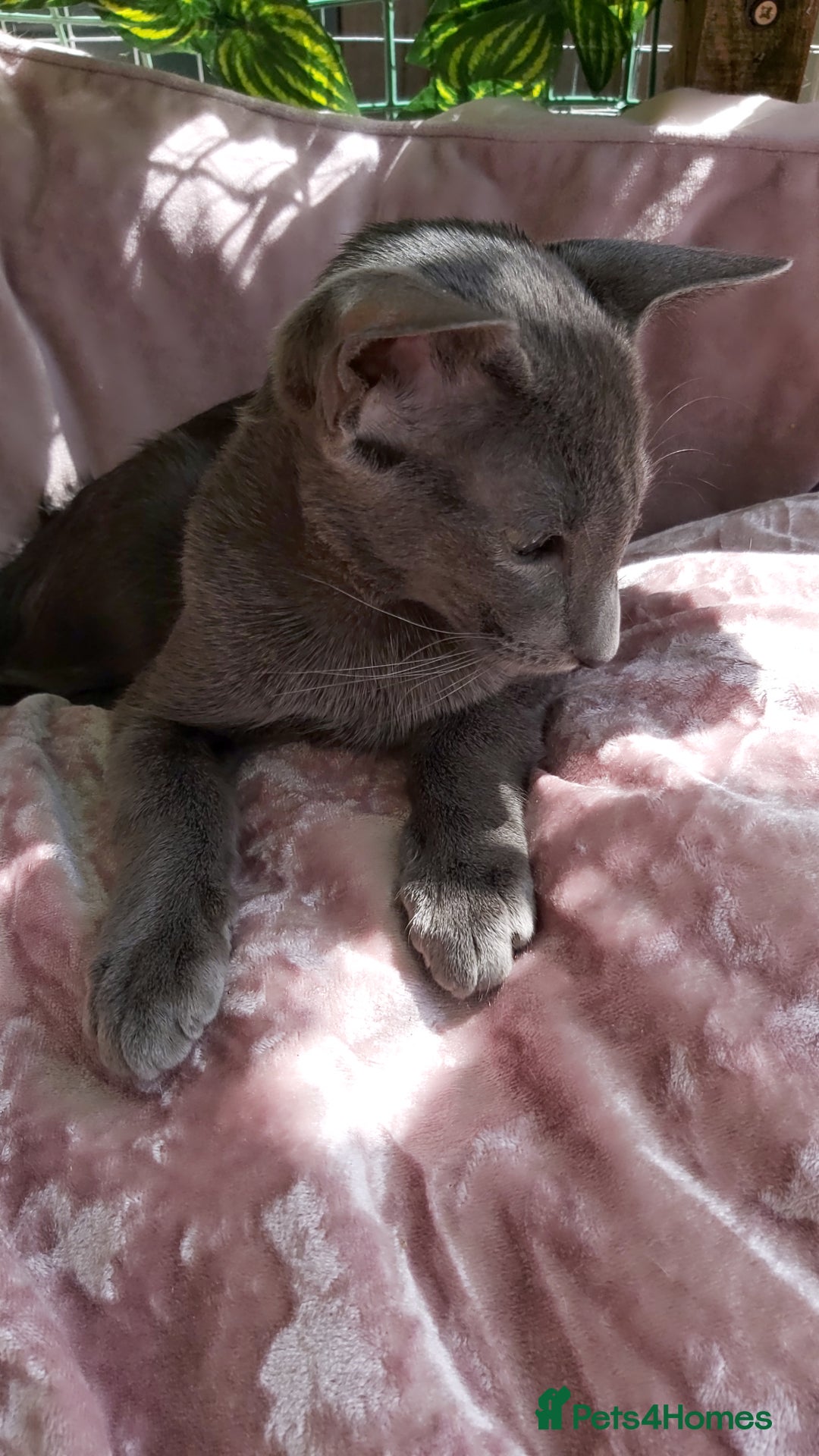 Oriental cats for sale: Full Pedigree Oriental 1 Kitten XL size ears GCCF - Image 31