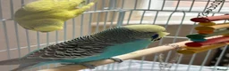 Budgerigars birds for sale: Pair of budgies  - Advert 4