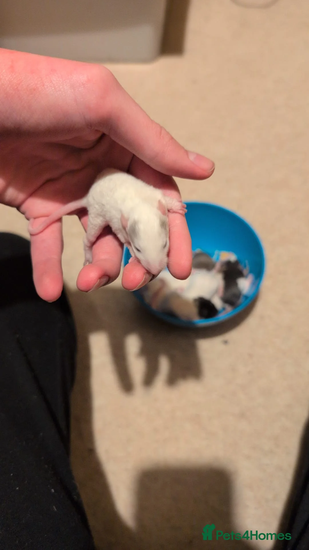 Rat rodents for sale: Multiple different Breeds, hand tame rats - Advert 4