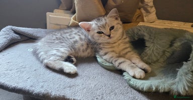 British Shorthair cats - Advert 16