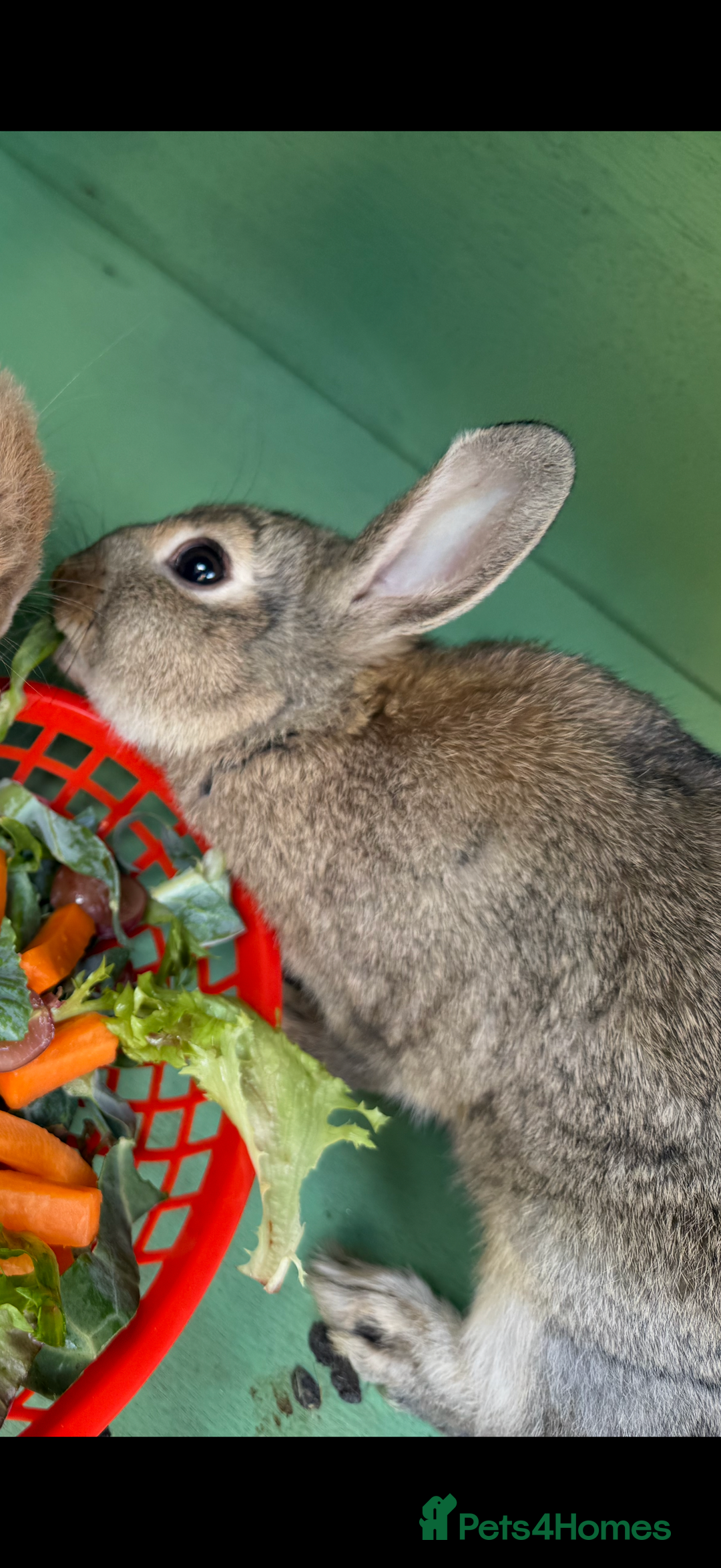Netherland Dwarf rabbits for sale: Bean - Our Male Netherland Dwarf  - Image 2